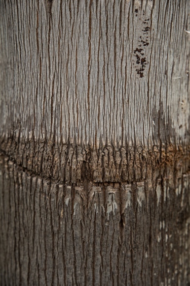 Fotografia zatytułowany „palmtree's teeth.jpg” autorstwa Elisabeth Laplante, Oryginalna praca, Fotografia cyfrowa