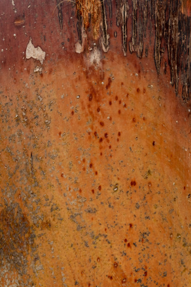 Photographie intitulée "tronc orange.jpg" par Elisabeth Laplante, Œuvre d'art originale, Photographie numérique