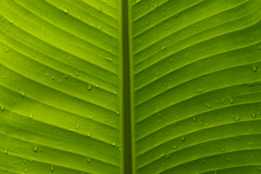 Fotografía titulada "feuille marrakchi.j…" por Elisabeth Laplante, Obra de arte original, Fotografía digital