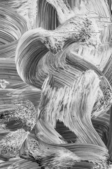Фотография под названием "lyrisme blanc.jpg" - Elisabeth Laplante, Подлинное произведение искусства, Цифровая фотография