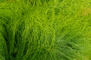 Fotografia intitolato "épi d'algues.jpg" da Elisabeth Laplante, Opera d'arte originale, Fotografia digitale