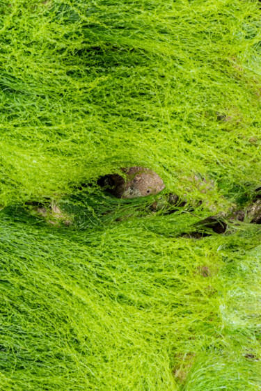 Photographie intitulée "algues deux.jpg" par Elisabeth Laplante, Œuvre d'art originale, Photographie numérique