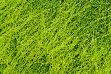 Photography titled "vert frisé.jpg" by Elisabeth Laplante, Original Artwork, Digital Photography