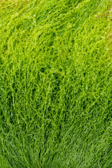 摄影 标题为“algues quatre.jpg” 由Elisabeth Laplante, 原创艺术品, 数码摄影