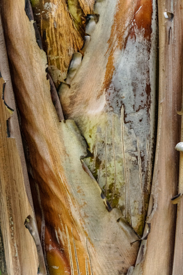 Photographie intitulée "début végétal.jpg" par Elisabeth Laplante, Œuvre d'art originale, Photographie numérique