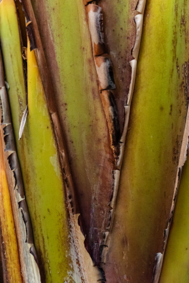 Photographie intitulée "vert naissant.jpg" par Elisabeth Laplante, Œuvre d'art originale, Photographie numérique