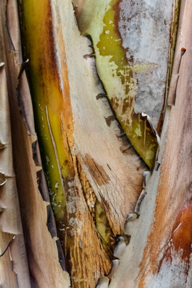 Fotografía titulada "bourgeonnement.jpg" por Elisabeth Laplante, Obra de arte original, Fotografía digital