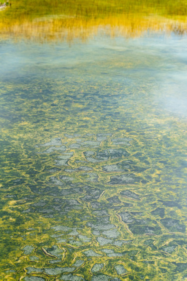 Photographie intitulée "Paysage de marais" par Elisabeth Laplante, Œuvre d'art originale, Photographie numérique
