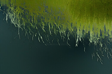 Fotografía titulada "Herbes folles" por Elisabeth Laplante, Obra de arte original, Fotografía digital Montado en Otro panel…