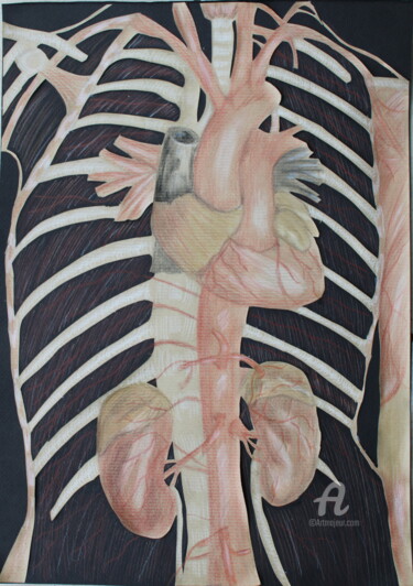 Tekening getiteld "dessin anatomique" door Elise De Witte, Origineel Kunstwerk, Potlood