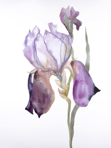 Peinture intitulée "Iris No. 176" par Elizabeth Becker, Œuvre d'art originale, Aquarelle