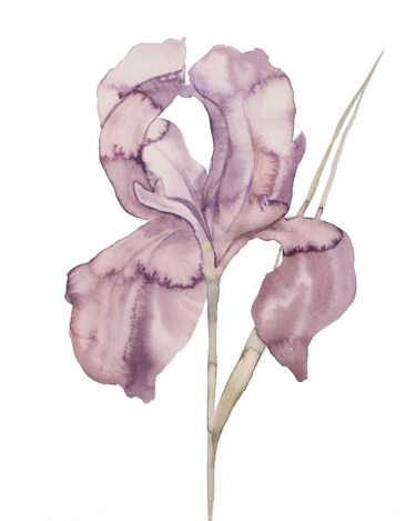Peinture intitulée "Iris No. 172" par Elizabeth Becker, Œuvre d'art originale, Aquarelle