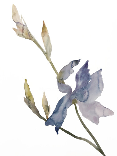 Картина под названием "Iris No. 170" - Elizabeth Becker, Подлинное произведение искусства, Акварель
