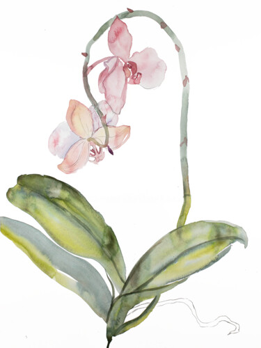 Painting titled "Orchid No. 9" by Elizabeth Becker, Original Artwork, Watercolor