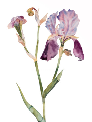 Painting titled "Iris No. 197" by Elizabeth Becker, Original Artwork, Watercolor