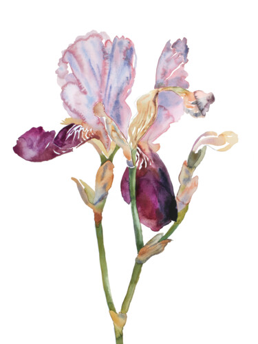 Painting titled "Iris No. 198" by Elizabeth Becker, Original Artwork, Watercolor