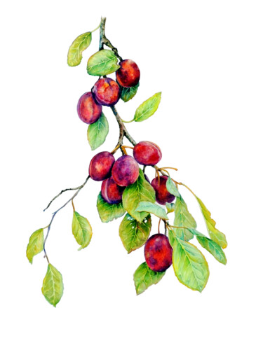 Painting titled "Red Plums" by Elizabeth Sadler, Original Artwork, Watercolor