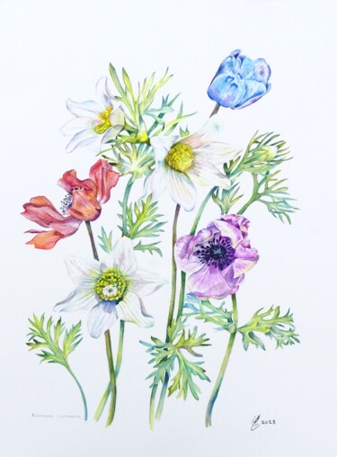 Painting titled "Poppy Anemone Flowe…" by Elizabeth Sadler, Original Artwork, Watercolor