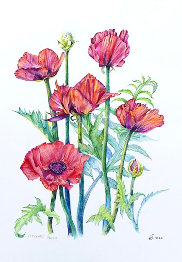 Painting titled "Giant Red Poppies" by Elizabeth Sadler, Original Artwork, Watercolor