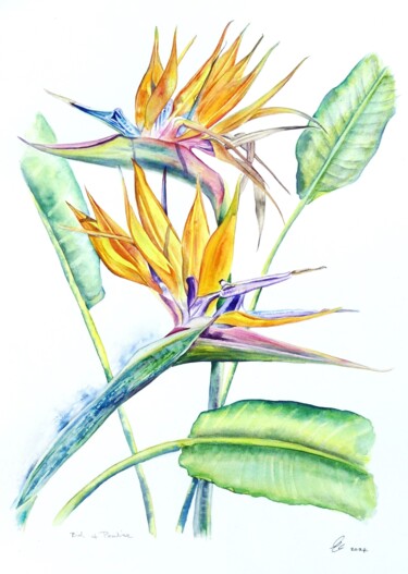 Pintura intitulada "Bird of Paradise Fl…" por Elizabeth Sadler, Obras de arte originais, Aquarela