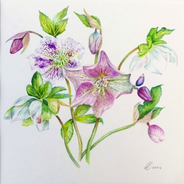 Schilderij getiteld "Hellebores" door Elizabeth Sadler, Origineel Kunstwerk, Aquarel