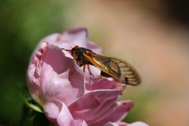 Photographie intitulée "Cicada on Rose" par Elke Matthaeus, Œuvre d'art originale
