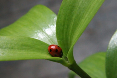 Photographie intitulée "Ladybug" par Elke Matthaeus, Œuvre d'art originale