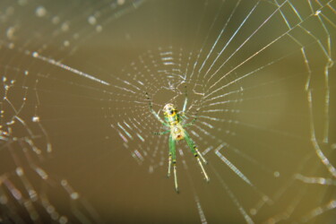 Photographie intitulée "Spider in its net" par Elke Matthaeus, Œuvre d'art originale