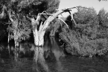 摄影 标题为“Murray Lagoon” 由Elke Matthaeus, 原创艺术品