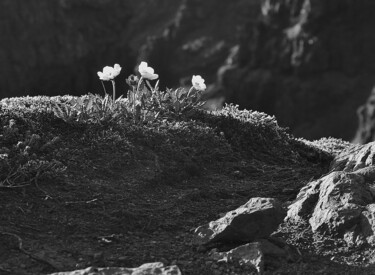 Photography titled "Iceland Poppies" by Elke Matthaeus, Original Artwork