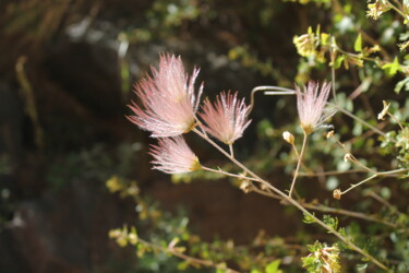 Photography titled "Apache Plume" by Elke Matthaeus, Original Artwork