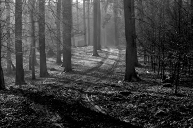 Photography titled "Forest Trail" by Elke Matthaeus, Original Artwork