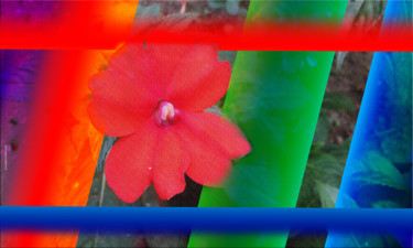 Photographie intitulée "la-fleur-rouge.jpg" par Youssef El Kharroufi, Œuvre d'art originale, Photographie numérique