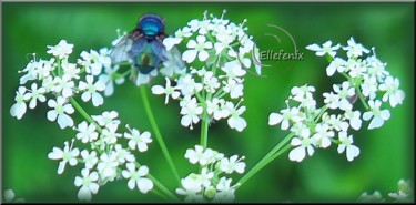 Photographie intitulée "mouche-bleu-fleurs-…" par Ellefenix, Œuvre d'art originale