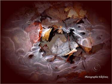 Photographie intitulée "feuilles-sous-glace…" par Ellefenix, Œuvre d'art originale