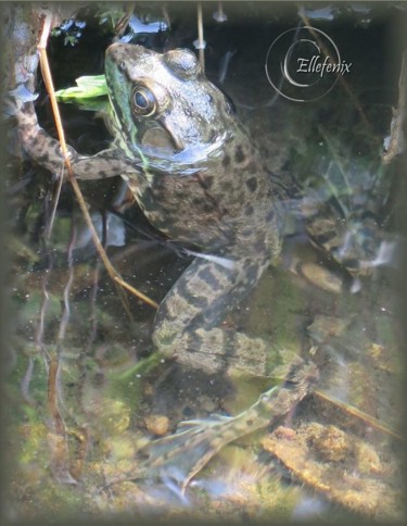 Photographie intitulée "grenouille-art-maje…" par Ellefenix, Œuvre d'art originale