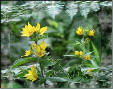 Arts numériques intitulée "fleurs-jaune-montag…" par Ellefenix, Œuvre d'art originale