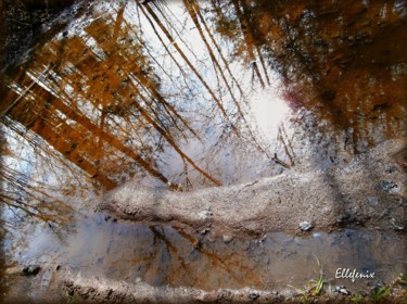 Photographie intitulée "reflet-en-forest.jpg" par Ellefenix, Œuvre d'art originale