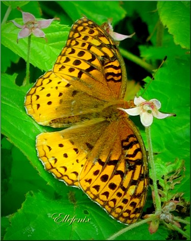 Photographie intitulée "papillon-cadeau-sig…" par Ellefenix, Œuvre d'art originale