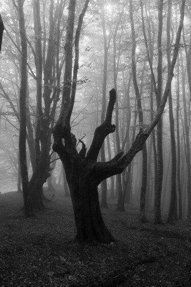 "Il faggio di Laghic…" başlıklı Fotoğraf Elliott Grieshofer tarafından, Orijinal sanat, Dijital Fotoğrafçılık