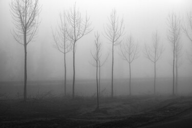 Fotografia intitolato "Alberi nella nebbia" da Elliott Grieshofer, Opera d'arte originale, Fotografia digitale