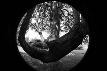Photographie intitulée "Weird Tree" par Elodie.M Richard, Œuvre d'art originale