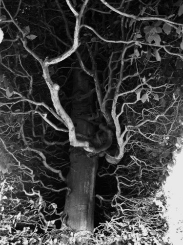 Φωτογραφία με τίτλο "Fairy Tree" από Elodie.M Richard, Αυθεντικά έργα τέχνης