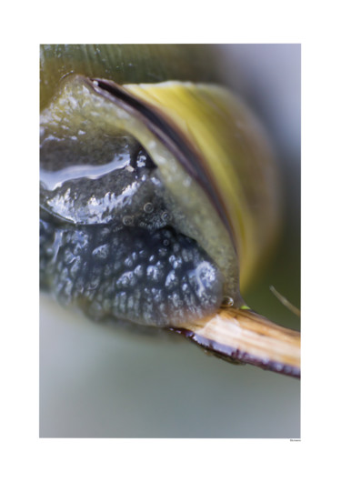 Photography titled "snail 21092014" by Els., Original Artwork, Digital Photography Mounted on Cardboard