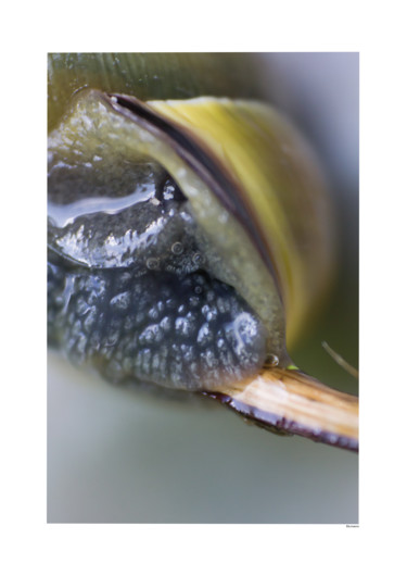 Photographie intitulée "snail 21092014" par Els., Œuvre d'art originale, Photographie numérique Monté sur Carton