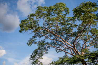 Fotografia intitulada "Grande árvore em cé…" por Elton Abreu, Obras de arte originais, Fotografia digital