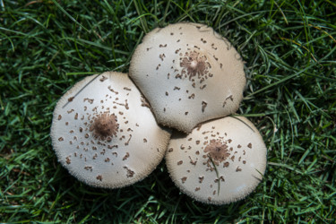 Fotografia intitulada "Cogumelos na Grama" por Elton Abreu, Obras de arte originais, Fotografia digital