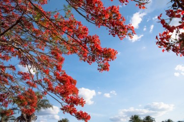 Fotografie mit dem Titel "Flores vermelhas co…" von Elton Abreu, Original-Kunstwerk, Digitale Fotografie