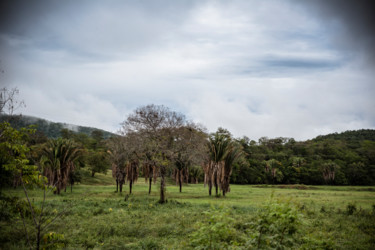 Fotografia intitulada "Vale das palmeiras" por Elton Abreu, Obras de arte originais, Fotografia digital
