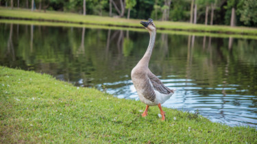 Fotografia intitulada "Ganso no lago" por Elton Abreu, Obras de arte originais, Fotografia digital